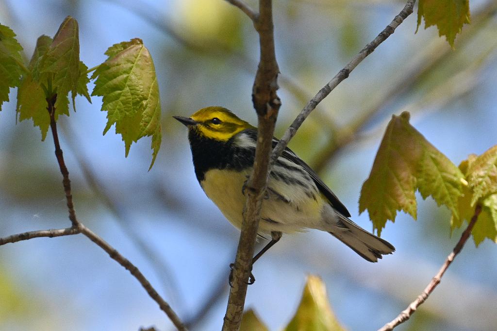 2025-05128395 Parker River NWR, MA.JPG - Black-throated Green Warbler. Parker River National Wildlife Refuge, MA, 5-12-2025